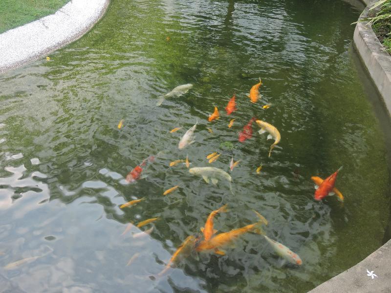 The Millen Penang, Autograph Collection Hotel George Town Ngoại thất bức ảnh Koi in a pond