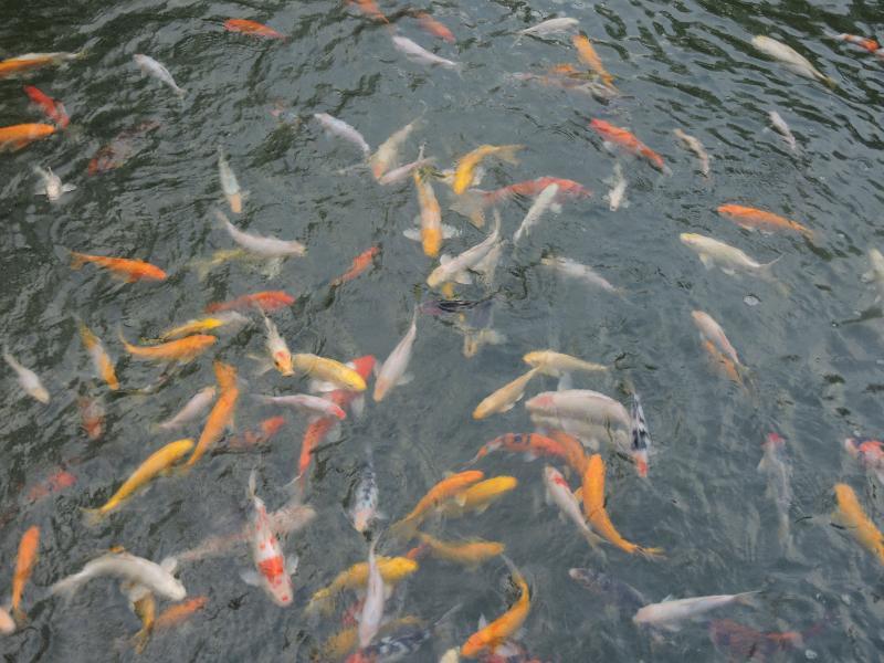 The Millen Penang, Autograph Collection Hotel George Town Ngoại thất bức ảnh Goldfish